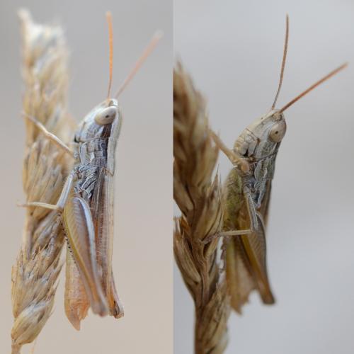 Euchorthippus elegantulus